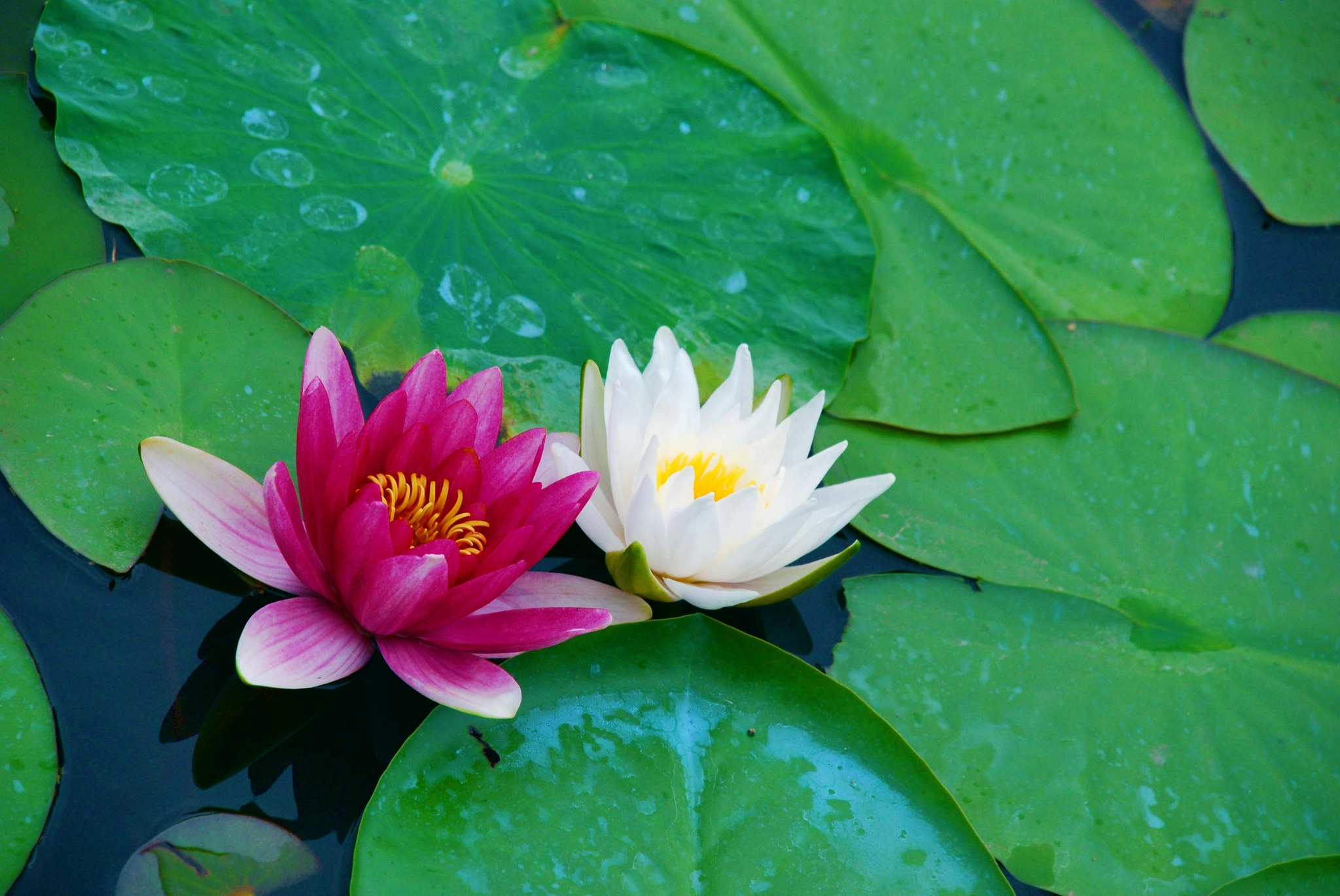 两朵睡莲,原创拍摄