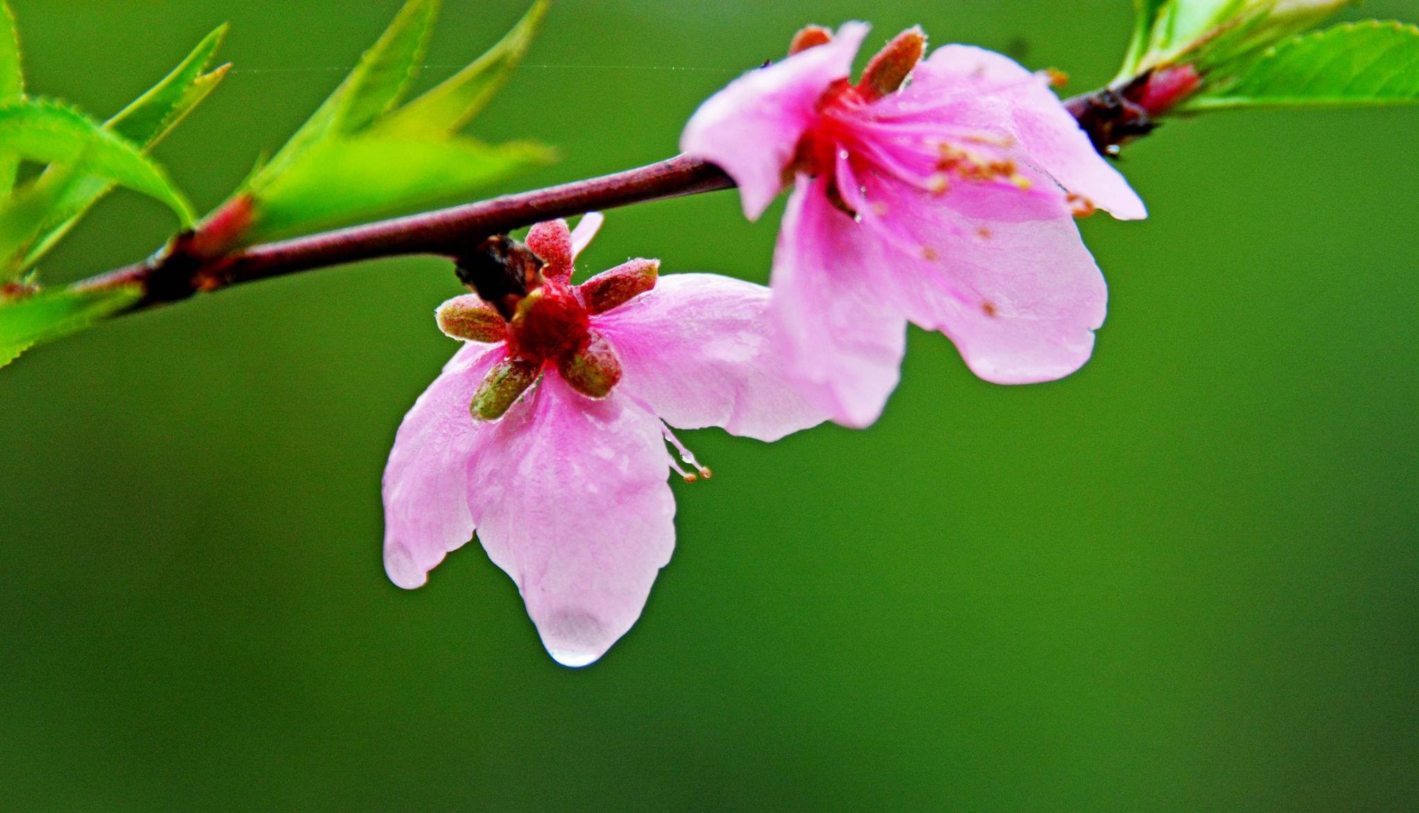 娇艳欲滴的春雨桃花