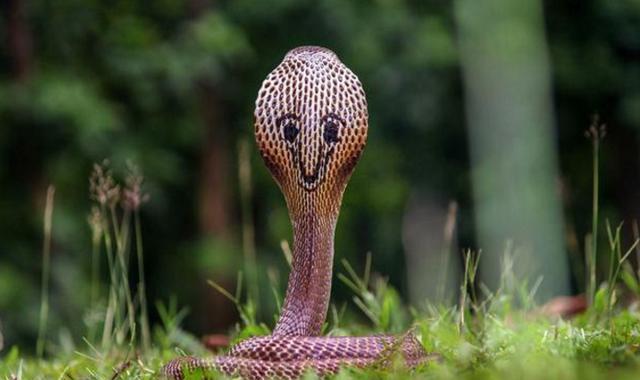 赤链本无毒可为何被认为是剧毒蛇毒蟾说了算