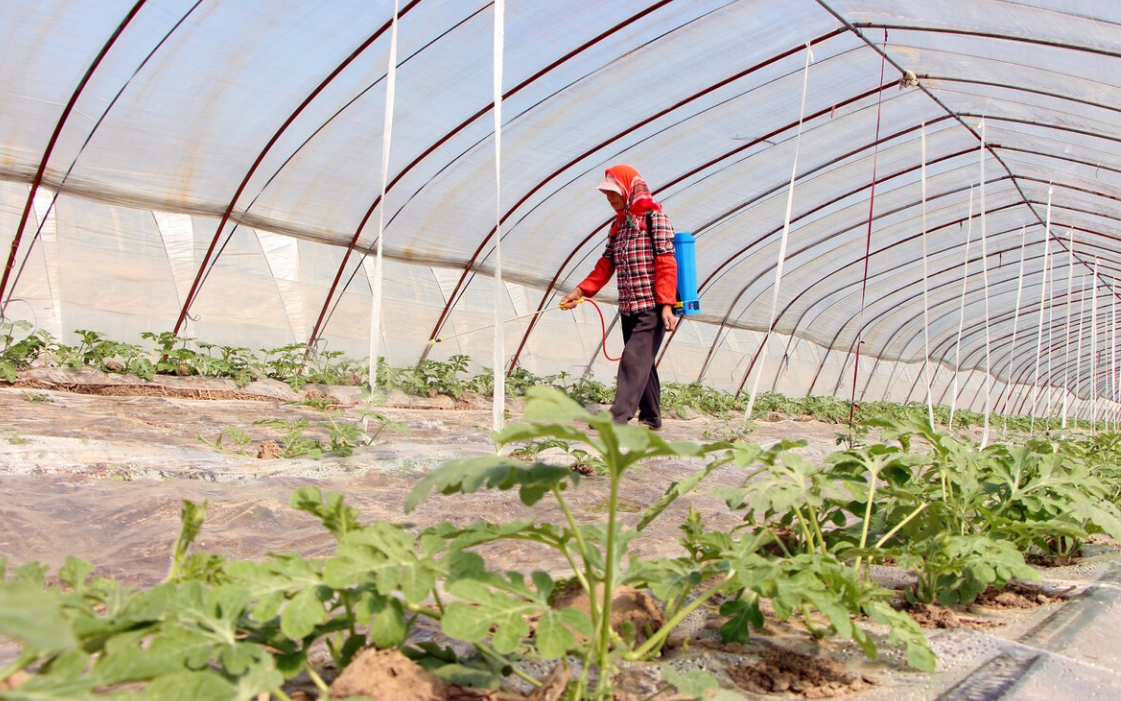 恶霉灵是一种常用的无公害农药！使用前我们一定要注意这几点休闲区蓝鸢梦想 - Www.slyday.coM