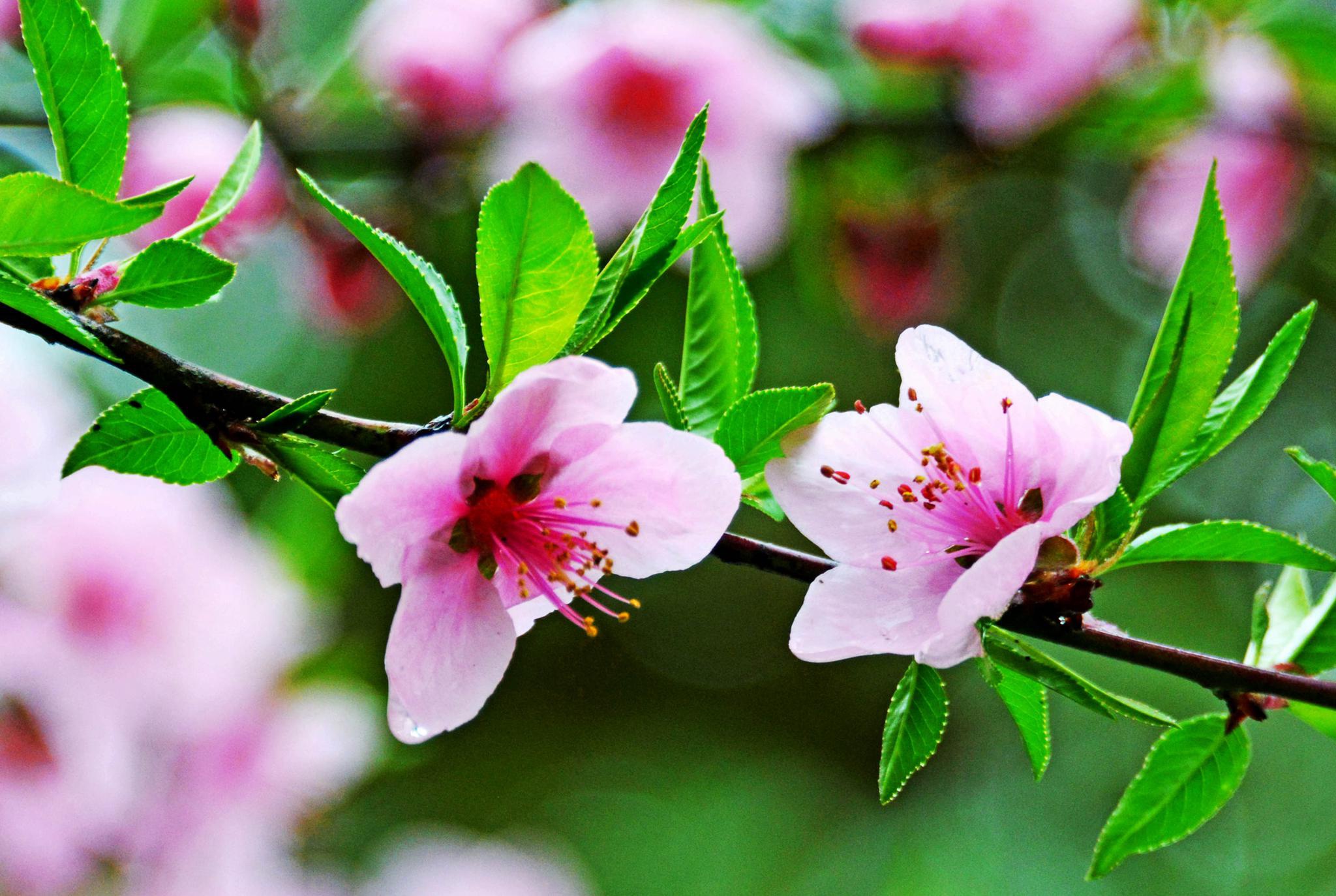 娇艳欲滴的春雨桃花