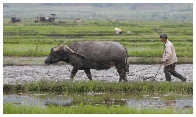 明年无春年老话说寡年遇老牛米仓要生虫该怎么理解