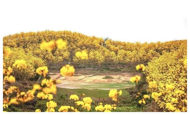 震撼!400亩,2万株黄花风铃怒放!就在高要金龙水库