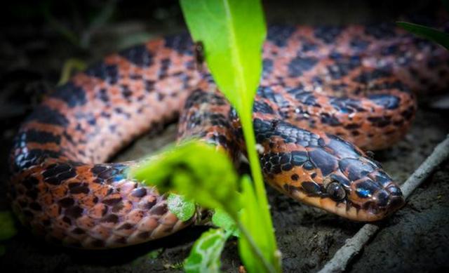 赤链本无毒可为何被认为是剧毒蛇毒蟾说了算