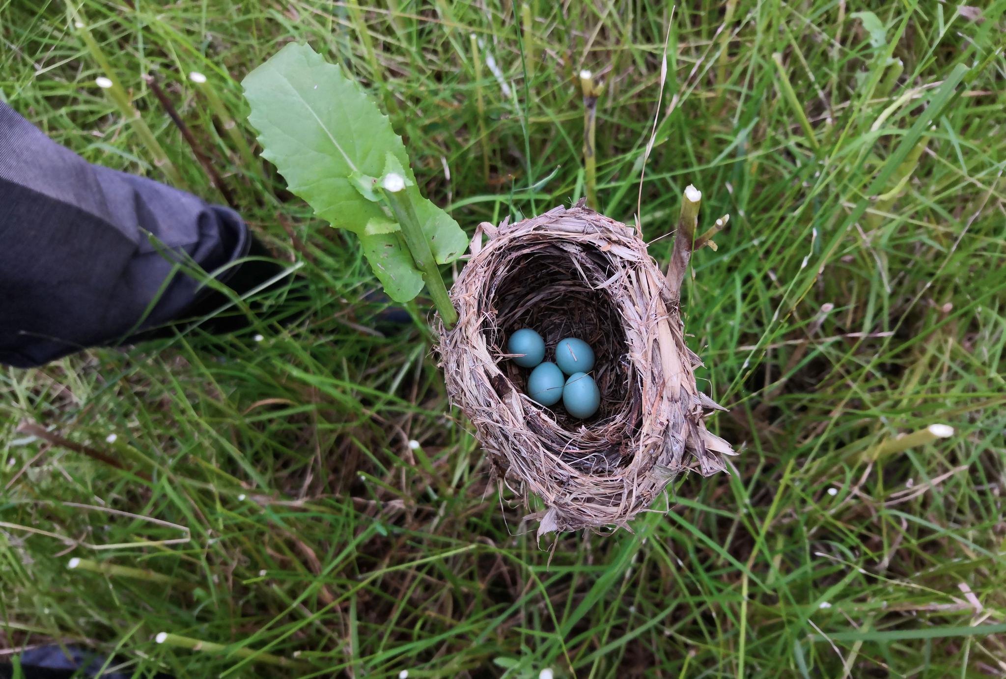 油菜地里的绿色蛋,有谁知道这是什么鸟的蛋吗?_高清图集_新浪网