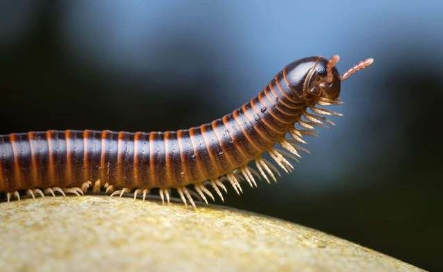 揭秘史前巨型千足虫的14大真相居然没有已知的捕食者