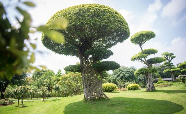 造型奇特,一饱眼福,绿色世界,流连忘返.
