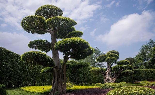 广西南宁南湖名树博览园