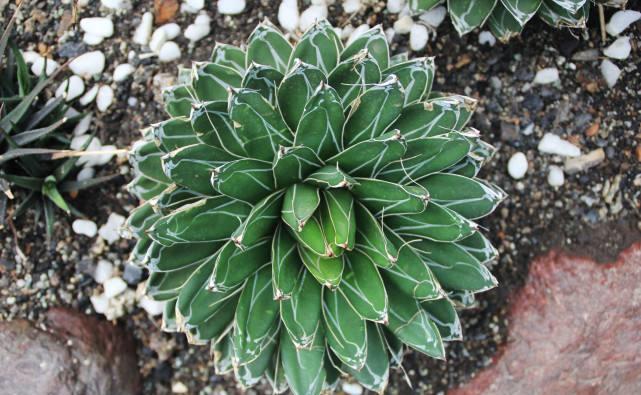 叶片如覆薄雪 极具线条和立体美 喜欢大型多肉可以养盆笹之雪 财经头条