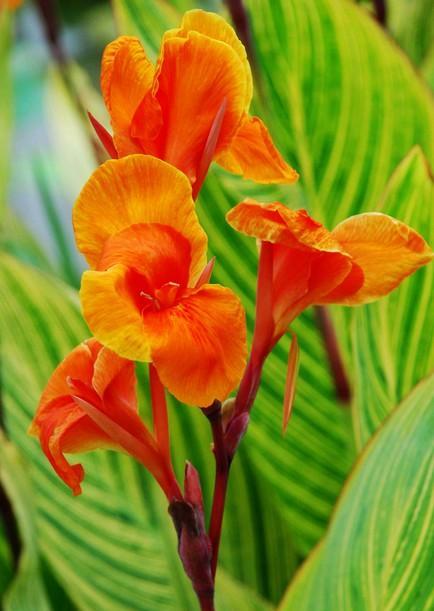 此花是一种生命力顽强的花,代表着坚实的未来,是拼搏的精神