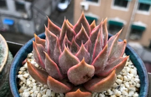 星座系多肉黑门萨—听起来应该很黑,但出状态后实际颜色却偏紫_高清