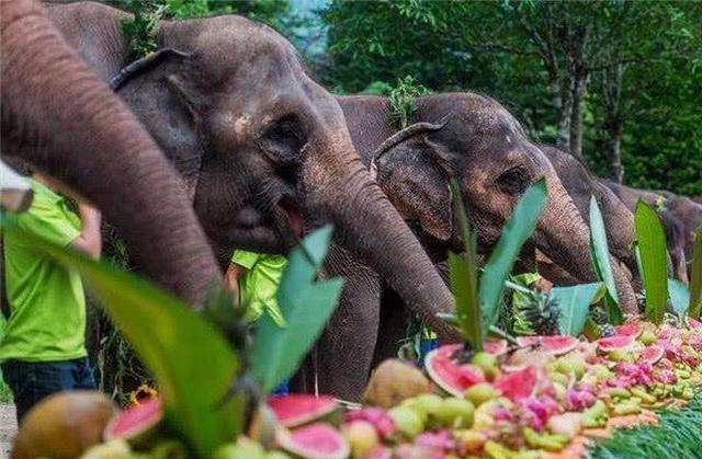 古代八珍之一的大象肉,为什么现在没有人吃?不仅是为了保护生态