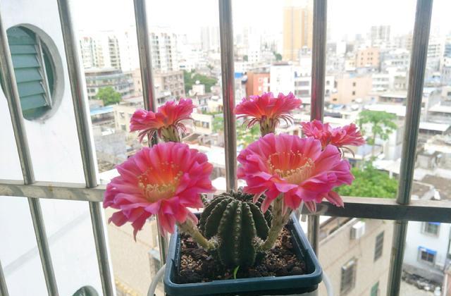 仙人球界的开花机器浓桃筋一年多次重复开花