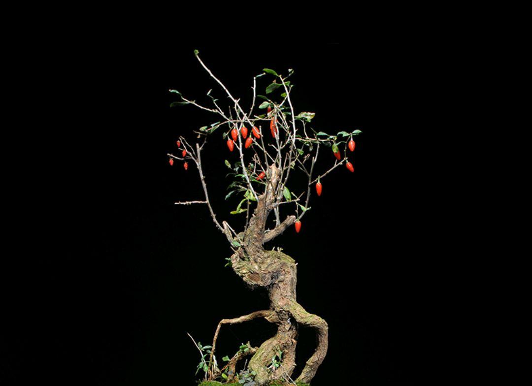 小微盆景十八学士之宁夏枸杞