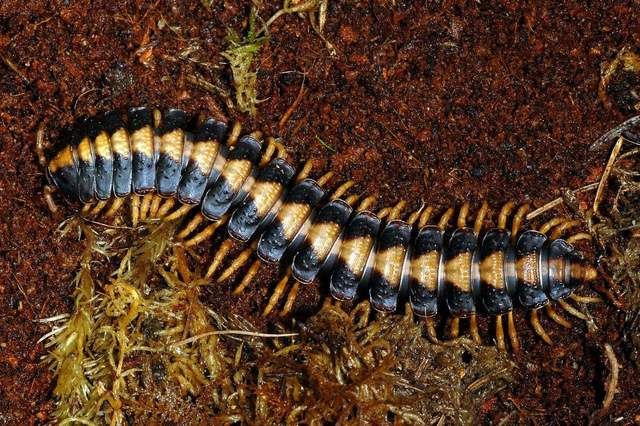揭秘史前巨型千足虫的14大真相,居然没有已知的捕食者