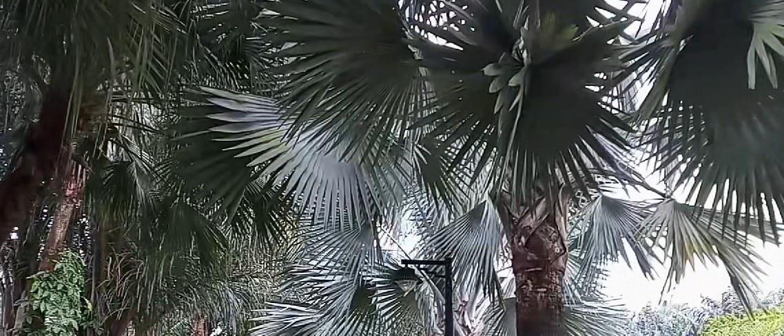 广东湛江的南国热带花园 就像来到东南亚一样 热带的生态环境 广东湛江的南国热带花园 就像来到东南亚一样 热带的生态环境