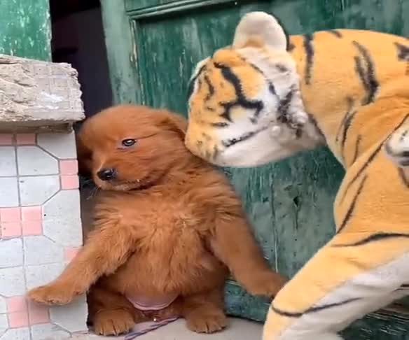 这真是一只傻狗,被一只假老虎,吓得躲在角落里