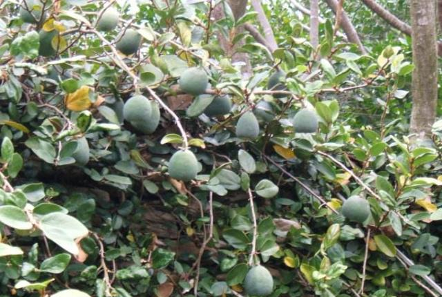 农村“独有”的一种野果，农村娃把它当玩具，现被做成美味佳肴！休闲区蓝鸢梦想 - Www.slyday.coM