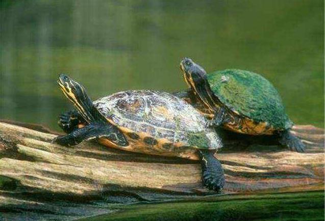 怎么看乌龟是不是死了