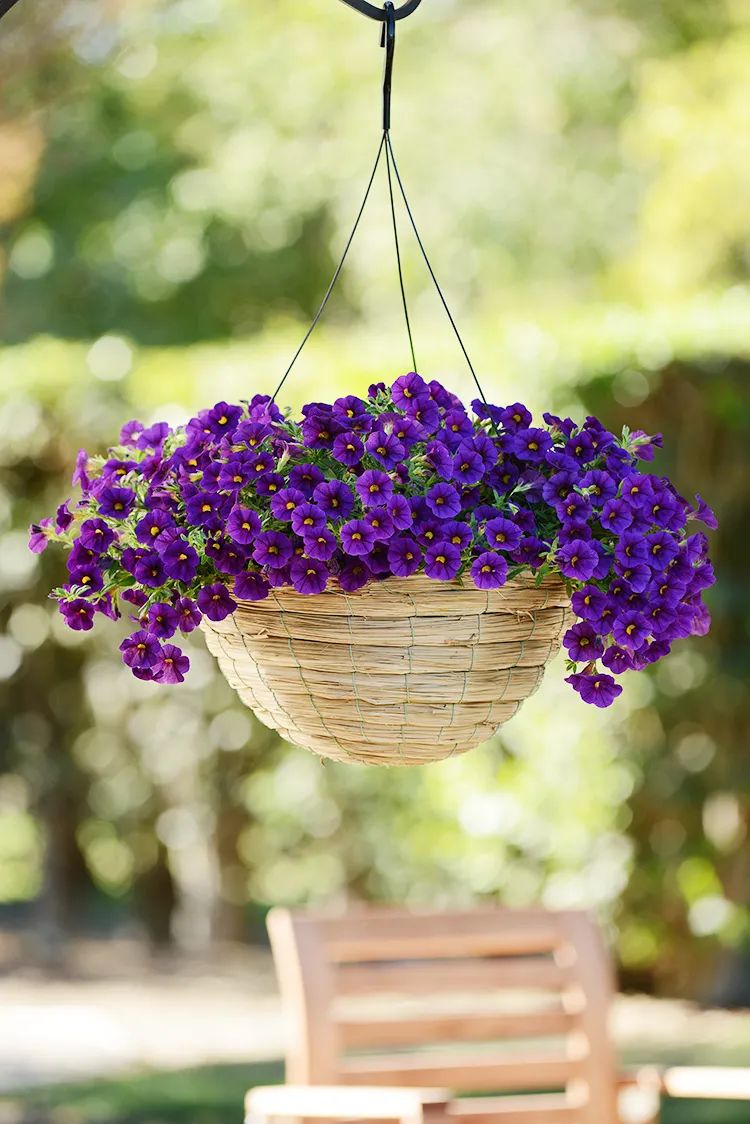 超好养的4种花,四季都开花,又美又香,养护简单