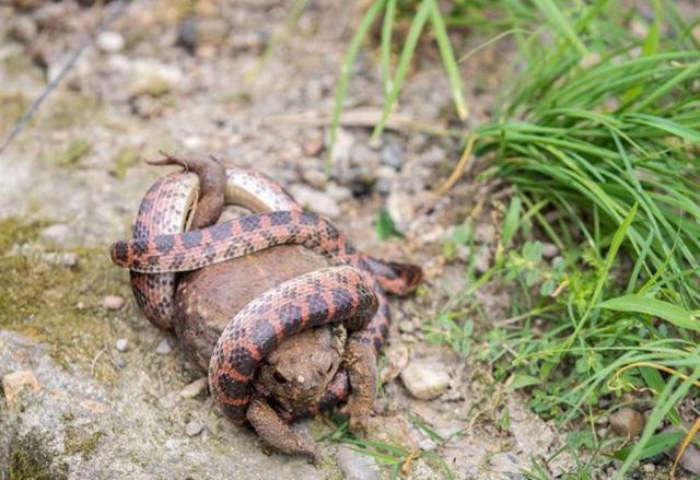 赤链本无毒可为何被认为是剧毒蛇毒蟾说了算