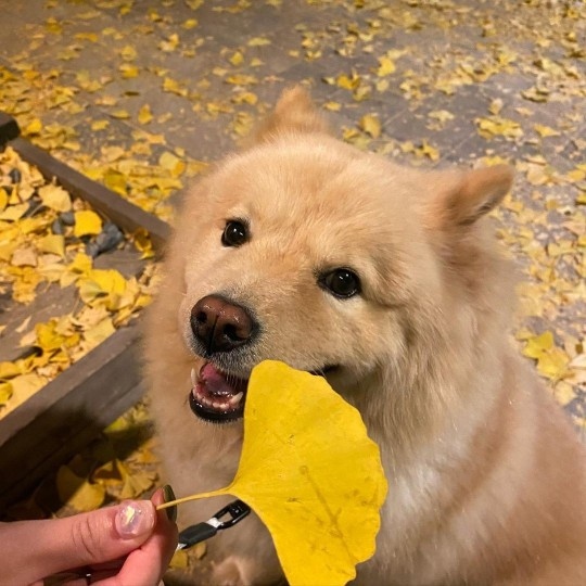 朴景丽紧抱爱犬笑容满面 公开日常照