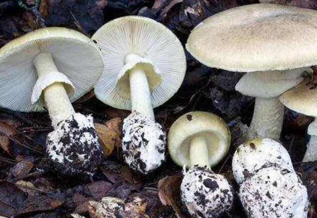 第一种:鳞柄白鹅膏这种蘑菇呈现伞状,在菌柄上还有