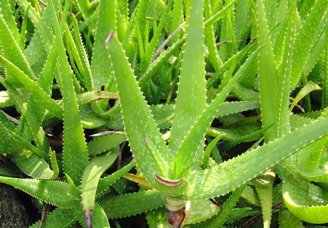 它,是理想的食用芦荟品种,也最好养!