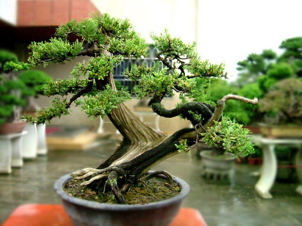 钟情侧柏20年,浅谈侧柏盆景的造型和养护