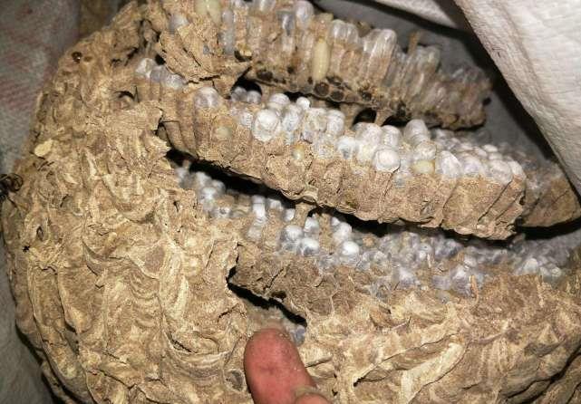 其他的结构都是完好无损,而当小伙切开马蜂窝之后我们可以看到,内部的