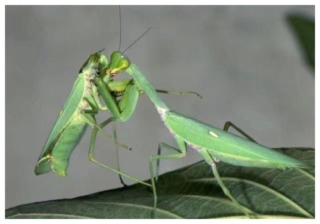 动画片中对于母螳螂吃公螳螂的解释是为了补充身体营养,更好的养育下