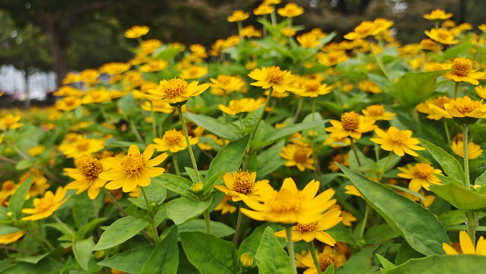 吉安视觉美丽绽放的黄帝菊