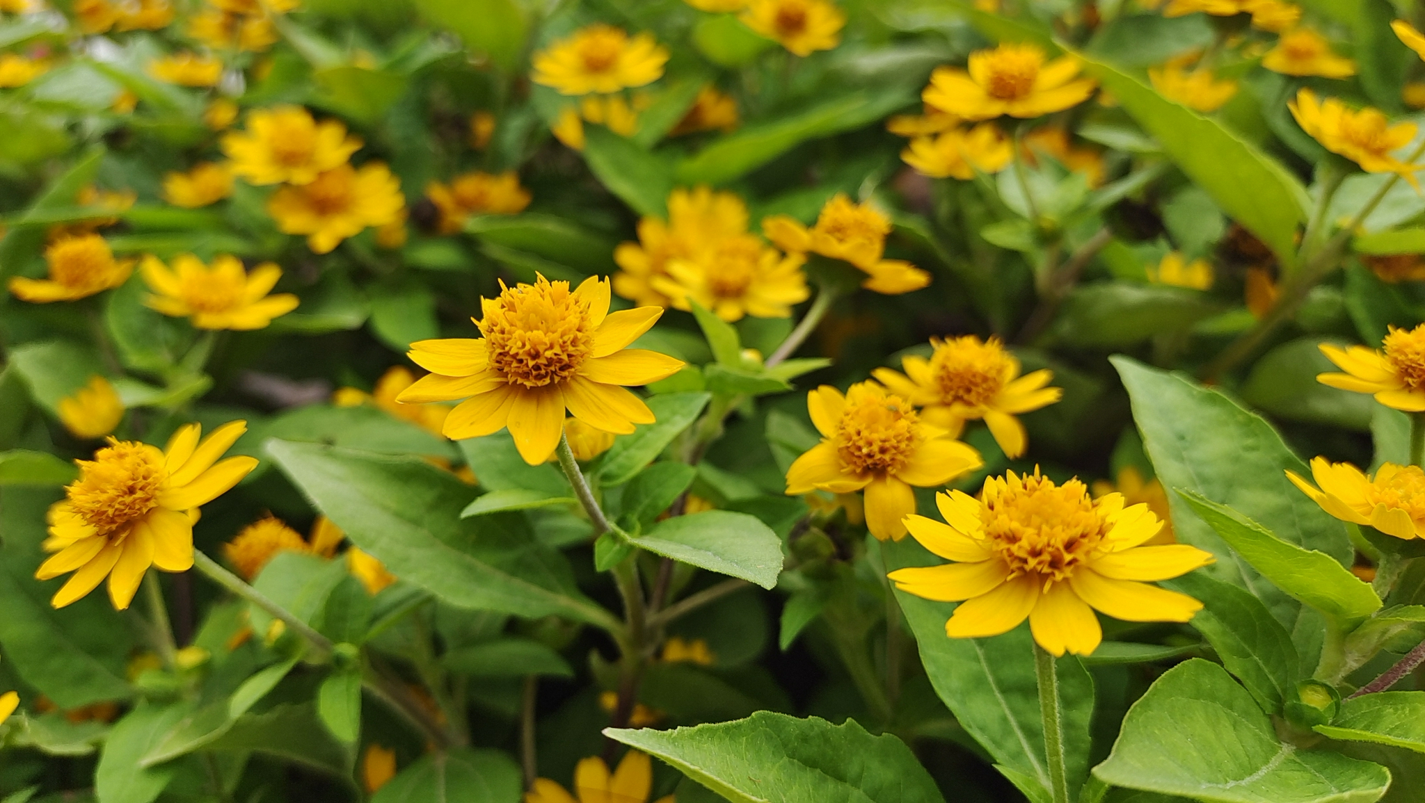 吉安视觉美丽绽放的黄帝菊