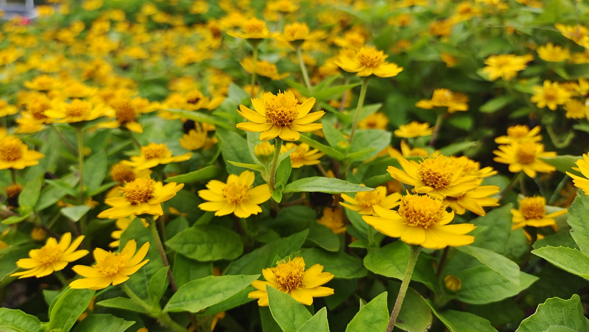 吉安视觉美丽绽放的黄帝菊