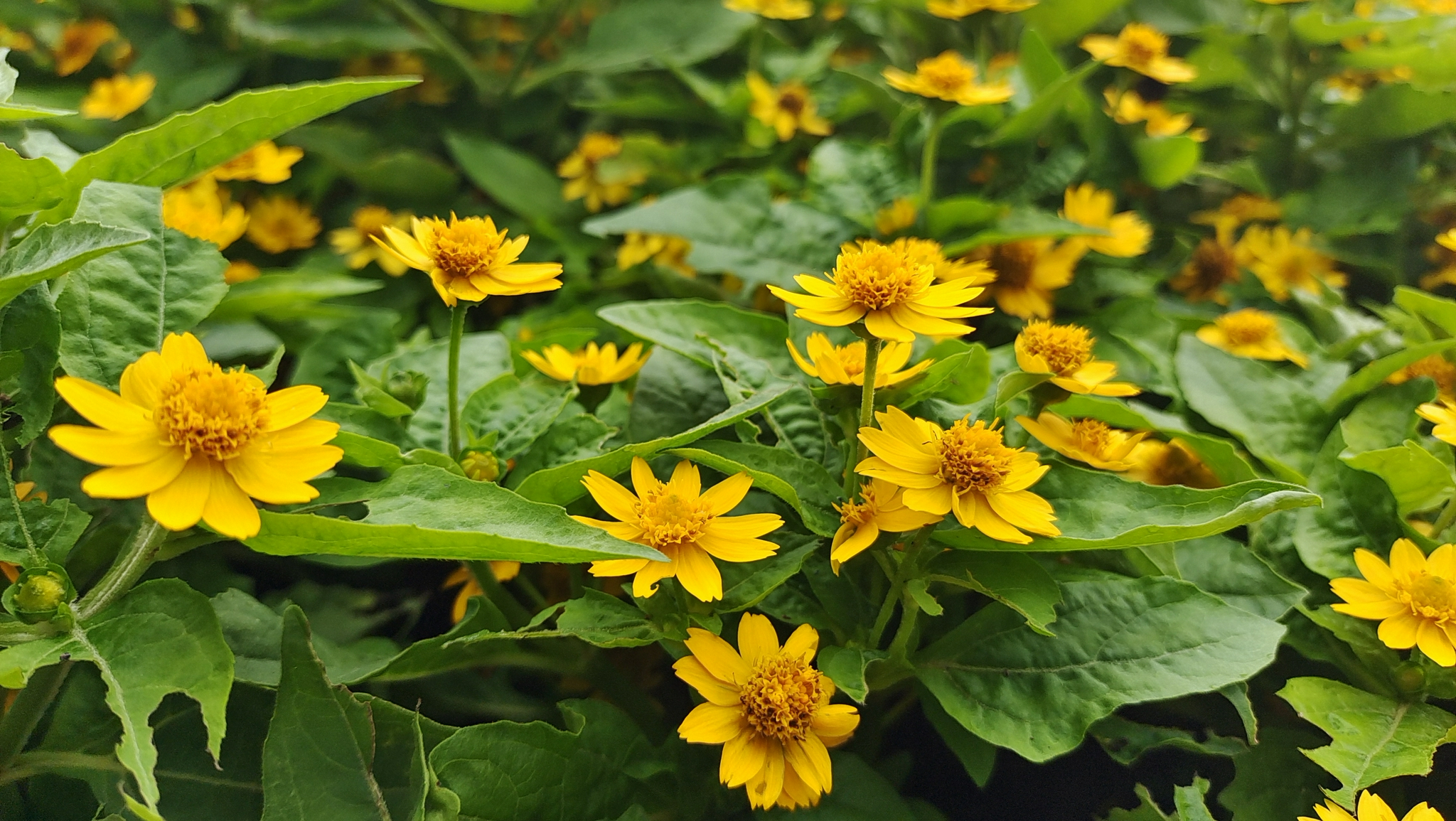 吉安视觉美丽绽放的黄帝菊