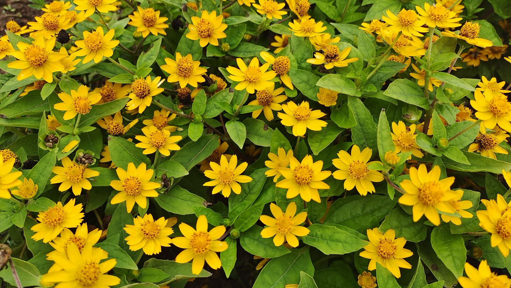 吉安视觉美丽绽放的黄帝菊