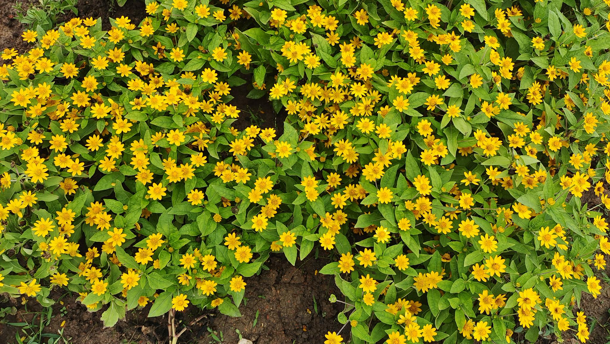 吉安视觉美丽绽放的黄帝菊