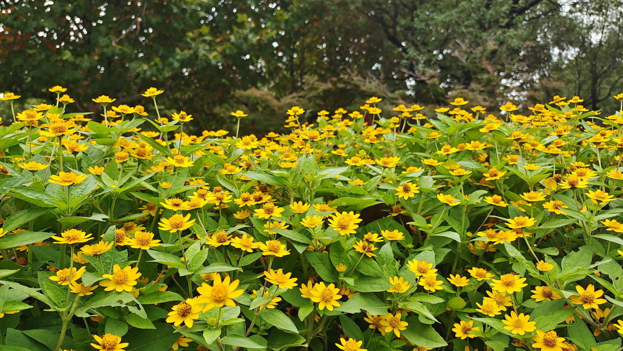 吉安视觉美丽绽放的黄帝菊