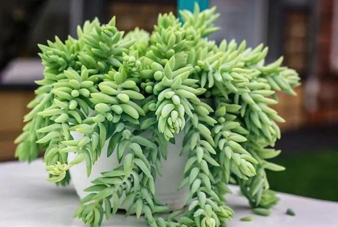 多肉翡翠景天怎么养殖和扦插