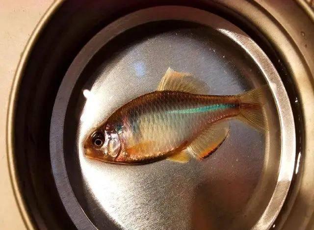 农村有种鱼叫做"屎光皮",曾被钓鱼人嫌弃,如今却成了香饽饽