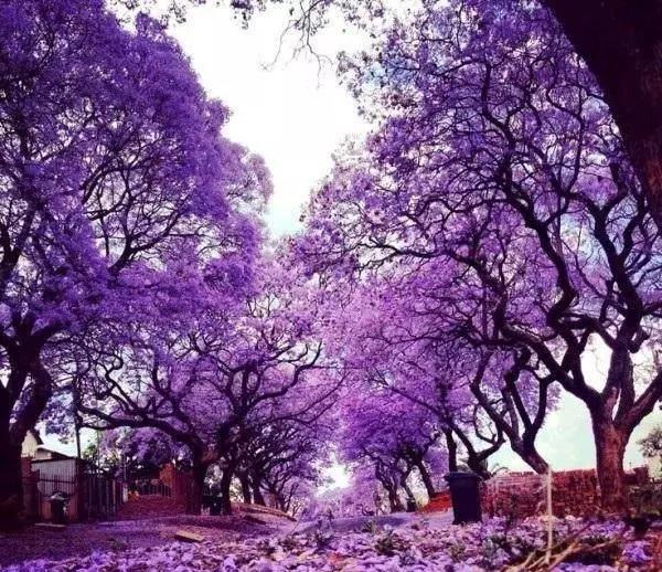 世界最"美"的5棵树,第二棵被称"月之女神",有一棵就在中国|杜鹃|凤凰