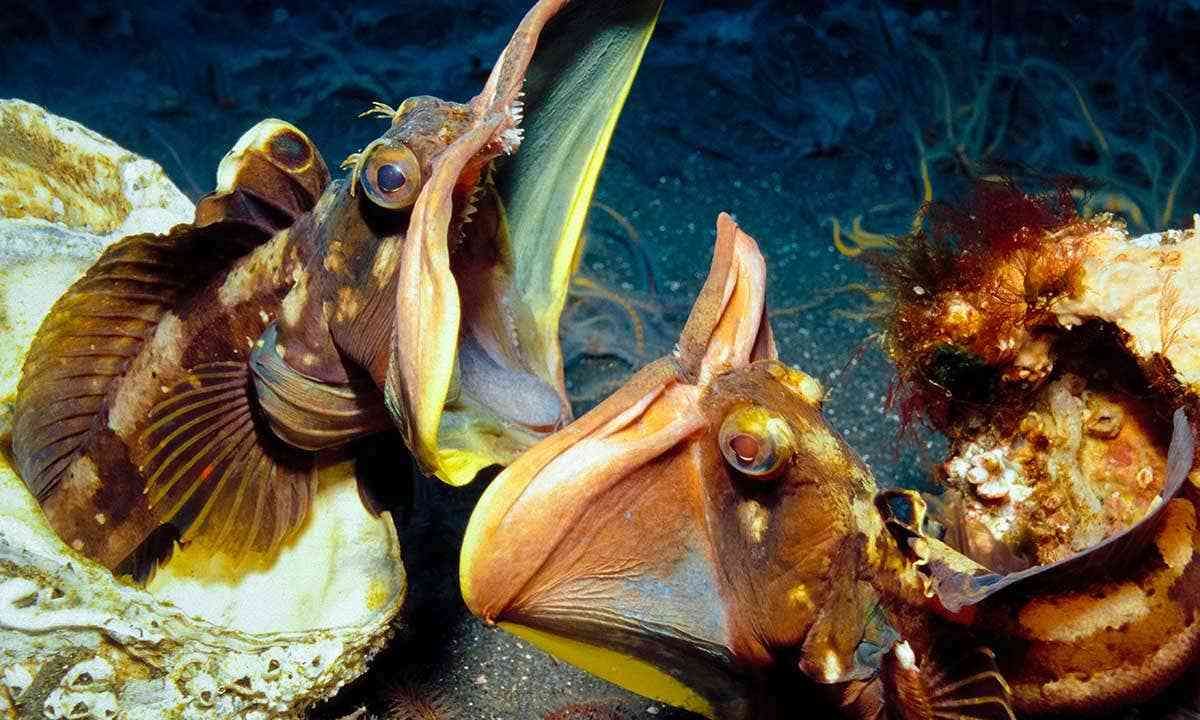 5种奇葩的生物,看起来就像来自外星球!