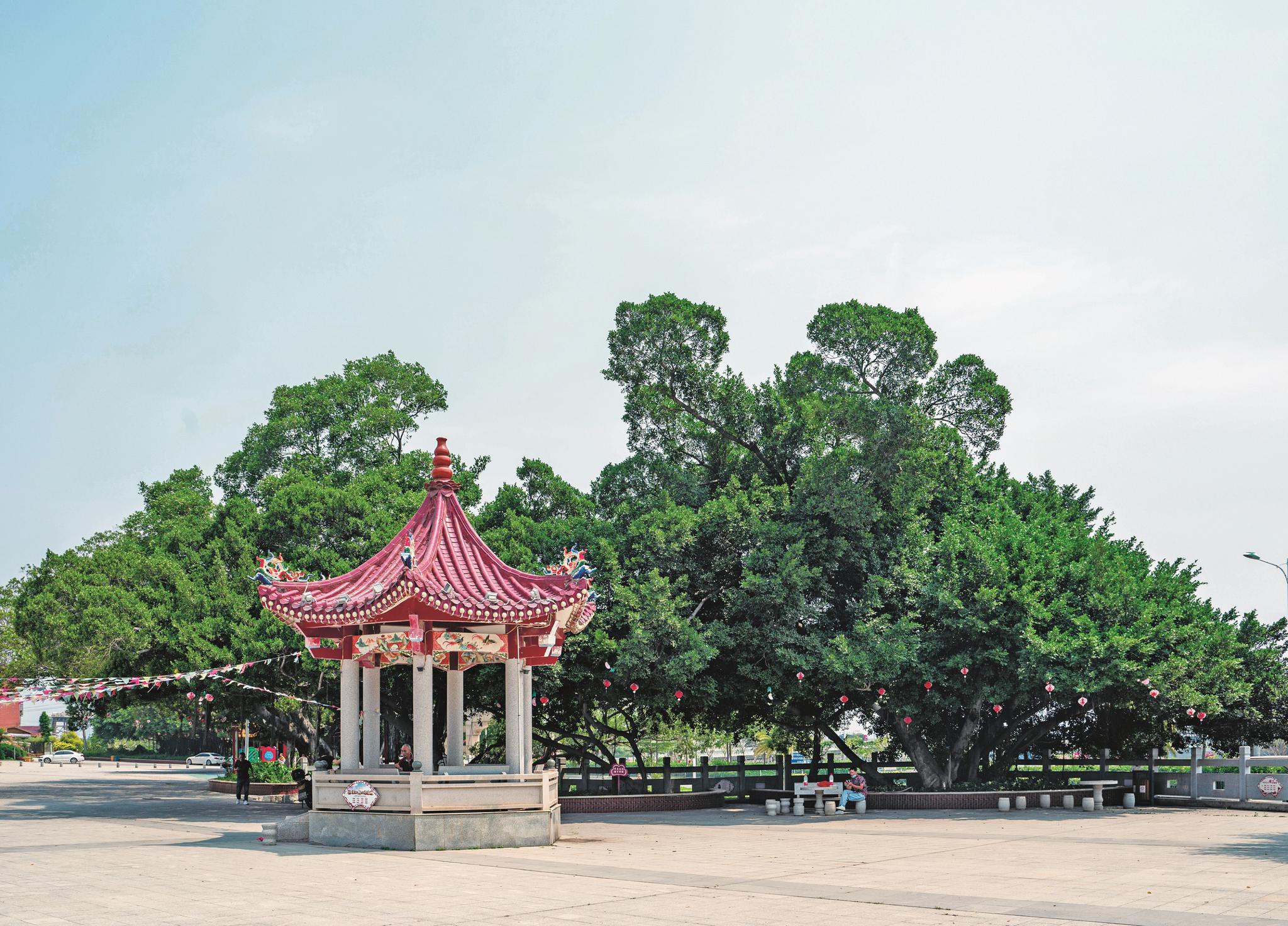 社区古榕小公园持续加强古树保护和宣传2016年"莫兰蒂"台风侵袭厦门时