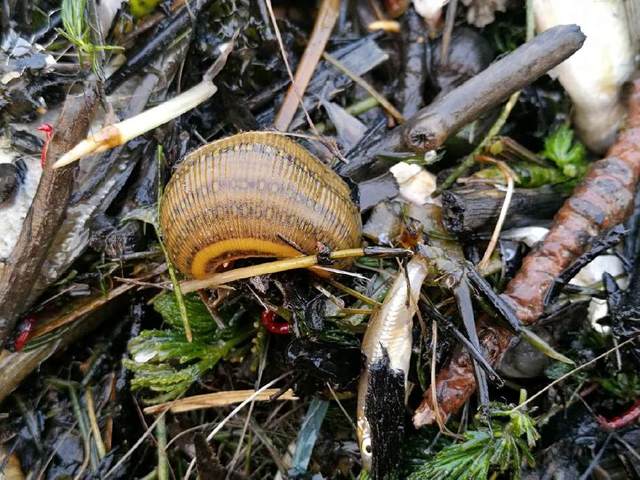 这种虫子对心脑血管疾病有特效,小时候若是被它叮咬却惊恐万分