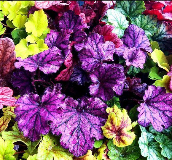 明矾根是一种绿色植物,许多人喜欢培育,它的叶子颜色非常丰富,包括