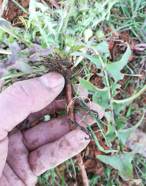 粮食|野菜|苦麻菜_新浪新闻