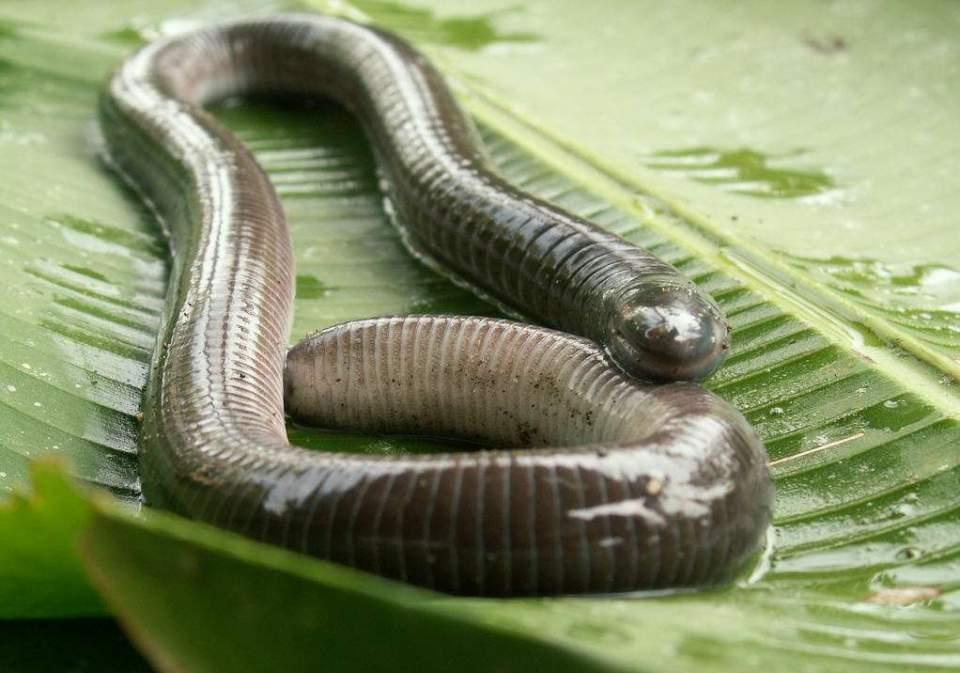 不是蛇,但人们必须当心被它咬后中毒|贾里德|蚓螈|两栖动物_新浪新闻