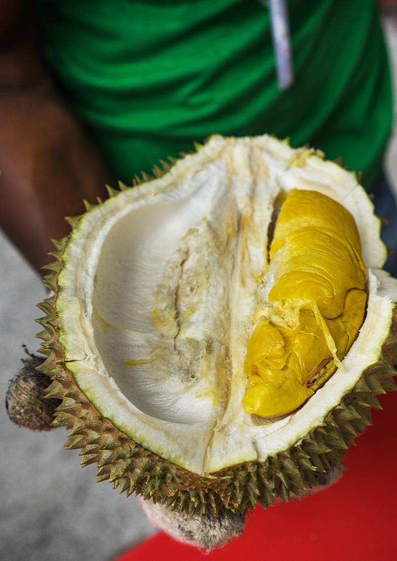 榴莲也分公母买到母的果肉厚大学会这方法一挑一个准