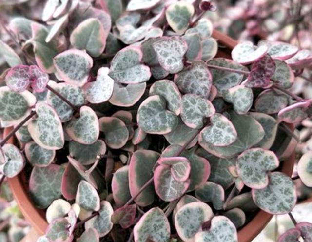 多肉 爱之蔓 简单几招打理 很快就能爬满阳台 超级漂亮 财经头条