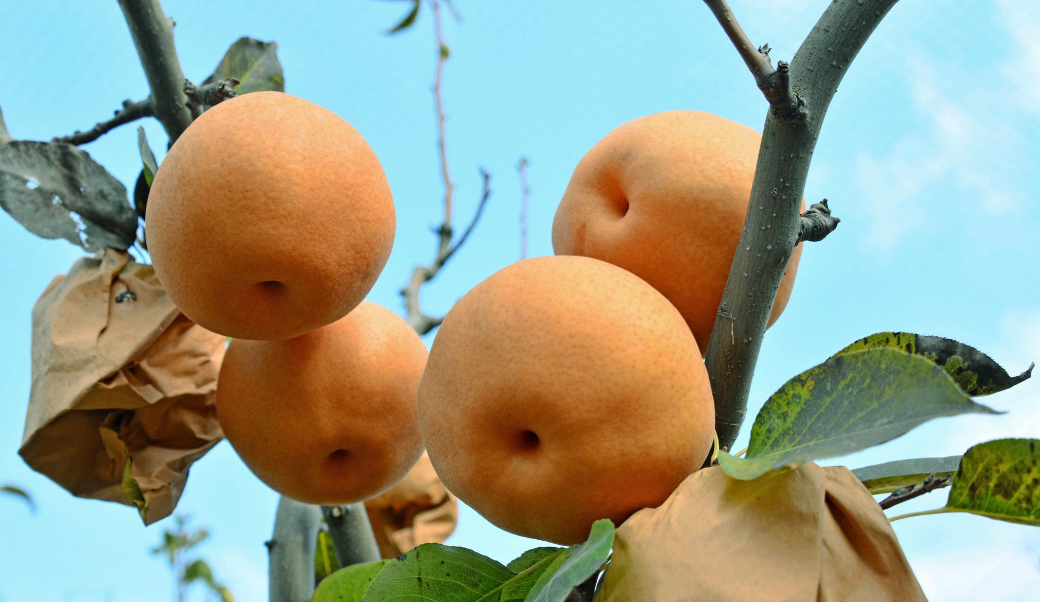 入冬了还能采摘新鲜的梨江苏无锡独此一家锡山区锡北镇寨门